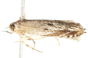  ( - BIOUG04702-B10)  @12 [ ] CreativeCommons - Attribution (2013) CBG Photography Group Centre for Biodiversity Genomics