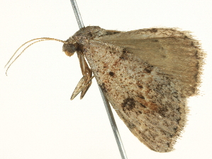  ( - BIOUG05362-B11)  @12 [ ] CreativeCommons - Attribution (2013) CBG Photography Group Centre for Biodiversity Genomics