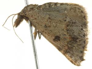  ( - BIOUG05363-A12)  @12 [ ] CreativeCommons - Attribution (2013) CBG Photography Group Centre for Biodiversity Genomics