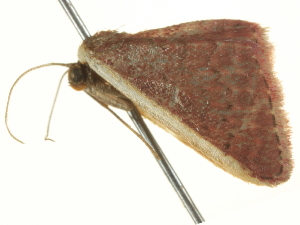  ( - BIOUG05364-A01)  @12 [ ] CreativeCommons - Attribution (2013) CBG Photography Group Centre for Biodiversity Genomics