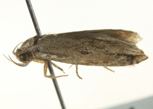  ( - BIOUG05365-G04)  @12 [ ] CreativeCommons - Attribution (2013) CBG Photography Group Centre for Biodiversity Genomics