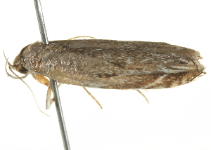  ( - BIOUG05365-H05)  @12 [ ] CreativeCommons - Attribution (2013) CBG Photography Group Centre for Biodiversity Genomics