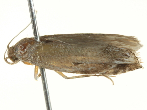  ( - BIOUG05366-C09)  @12 [ ] CreativeCommons - Attribution (2013) CBG Photography Group Centre for Biodiversity Genomics