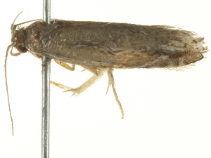  ( - BIOUG05366-E03)  @12 [ ] CreativeCommons - Attribution (2013) CBG Photography Group Centre for Biodiversity Genomics