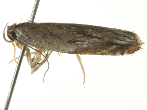  ( - BIOUG05366-E07)  @12 [ ] CreativeCommons - Attribution (2013) CBG Photography Group Centre for Biodiversity Genomics