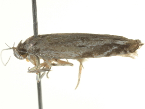  ( - BIOUG05366-E11)  @12 [ ] CreativeCommons - Attribution (2013) CBG Photography Group Centre for Biodiversity Genomics