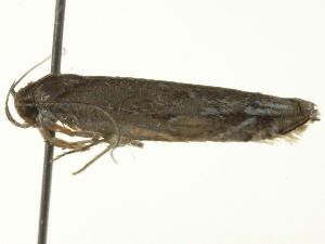  ( - BIOUG05366-G03)  @12 [ ] CreativeCommons - Attribution (2013) CBG Photography Group Centre for Biodiversity Genomics