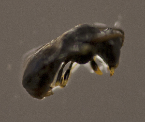  (Xenochilicola sp. aff. mamigna - CCDB-22015 A10)  @11 [ ] CreativeCommons - Attribution (2015) Laurence Packer York University