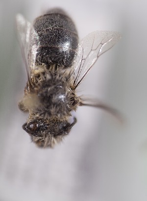 (Colletes musculus - CCDB-22014 B07)  @14 [ ] CreativeCommons - Attribution (2015) Laurence Packer York University