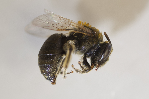  (Colletes solidaginis - CCDB-30345 C10)  @14 [ ] CreativeCommons - Attribution (2016) Laurence Packer York University