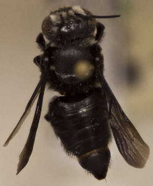  (Megachile tolteca - CCDB-22009 C01)  @12 [ ] CreativeCommons - Attribution (2015) Laurence Packer York University