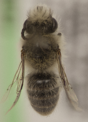  (Colletes sp. chi 5 - CCDB-22009 H05)  @13 [ ] CreativeCommons - Attribution (2015) Laurence Packer York University