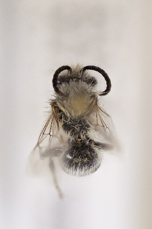  (Colletes sp. chi3 - CCDB-30345 D07)  @12 [ ] CreativeCommons - Attribution (2016) Laurence Packer York University