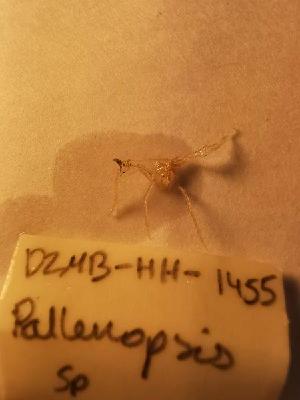  (Pallenopsis sp - DZMB-HH-1455)  @11 [ ] nrr (2259) Unspecified National University of Ireland, Galway