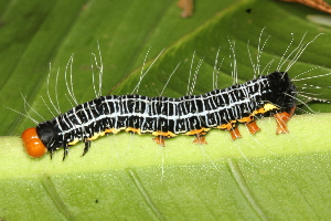  ( - NUMCATCR0180)  @13 [ ] CreativeCommons - Attribution Non-Commercial Share-Alike (2016) C. Redmond Czech Academy of Sciences