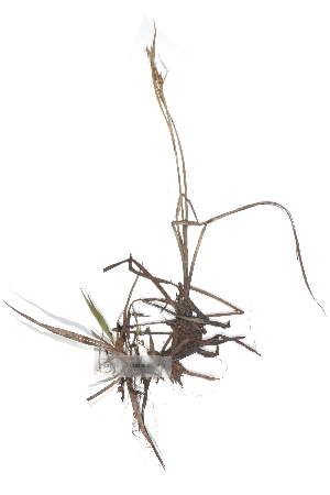  ( - CCDB-23951-F11)  @11 [ ] CreativeCommons - Attribution (2015) CBG Photography Group Centre for Biodiversity Genomics