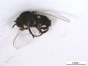 ( - BIOUG01375-B02)  @13 [ ] CreativeCommons - Attribution (2011) CBG Photography Group Centre for Biodiversity Genomics