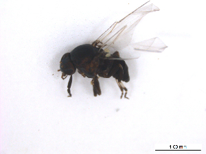  ( - BIOUG01375-B03)  @13 [ ] CreativeCommons - Attribution (2011) CBG Photography Group Centre for Biodiversity Genomics