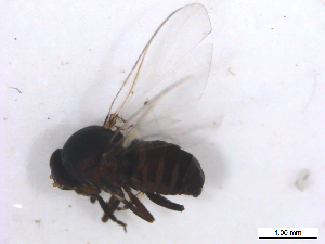  ( - BIOUG01375-B06)  @13 [ ] CreativeCommons - Attribution (2011) CBG Photography Group Centre for Biodiversity Genomics