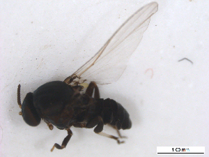  ( - BIOUG01375-B09)  @13 [ ] CreativeCommons - Attribution (2011) CBG Photography Group Centre for Biodiversity Genomics