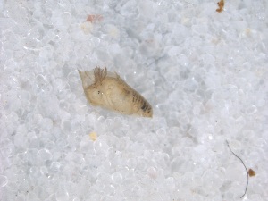  ( - LMHT-00072)  @12 [ ] CreativeCommons - Attribution (2011) CBG Photography Group Centre for Biodiversity Genomics