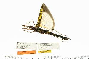  (Stratocles viridimaculatus - CCDB-50986-E02)  @11 [ ] Copyright (2025) Unspecified Private Collection of Pablo Valero