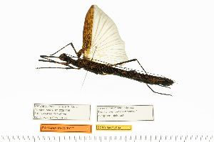  (Stratocles cinctipes - CCDB-50986-E03)  @11 [ ] Copyright (2025) Unspecified Private Collection of Pablo Valero