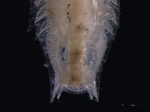  ( - KB2Hap014)  @11 [ ] CreativeCommons  Attribution (by) (2021) Charlotte Mathiebe, Henry Knauber, Torben Riehl Senckenberg Research Institute and Natural History Museum, Frankfurt am Main