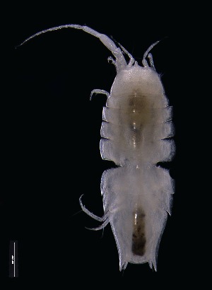  ( - KB2Hap018)  @11 [ ] CreativeCommons  Attribution (by) (2021) Charlotte Mathiebe, Henry Knauber, Torben Riehl Senckenberg Research Institute and Natural History Museum, Frankfurt am Main