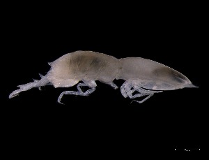  ( - KB2Hap018)  @11 [ ] CreativeCommons  Attribution (by) (2021) Charlotte Mathiebe, Henry Knauber, Torben Riehl Senckenberg Research Institute and Natural History Museum, Frankfurt am Main