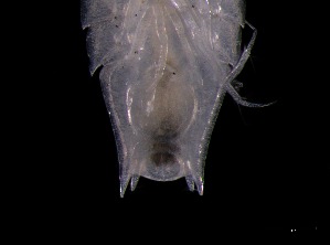  ( - KB2Hap018)  @11 [ ] CreativeCommons  Attribution (by) (2021) Charlotte Mathiebe, Henry Knauber, Torben Riehl Senckenberg Research Institute and Natural History Museum, Frankfurt am Main