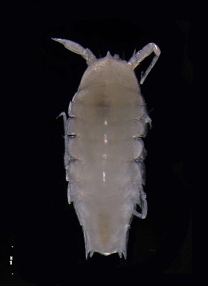  ( - KB2Hap020)  @11 [ ] CreativeCommons  Attribution (by) (2021) Charlotte Mathiebe, Henry Knauber, Torben Riehl Senckenberg Research Institute and Natural History Museum, Frankfurt am Main