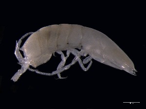  ( - KB2Hap020)  @11 [ ] CreativeCommons  Attribution (by) (2021) Charlotte Mathiebe, Henry Knauber, Torben Riehl Senckenberg Research Institute and Natural History Museum, Frankfurt am Main