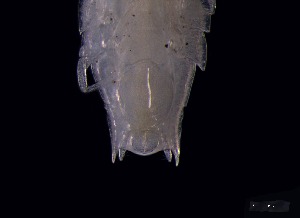  ( - KB2Hap020)  @11 [ ] CreativeCommons  Attribution (by) (2021) Charlotte Mathiebe, Henry Knauber, Torben Riehl Senckenberg Research Institute and Natural History Museum, Frankfurt am Main