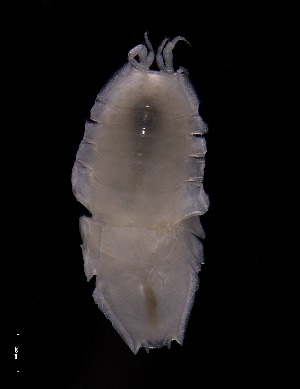  ( - KB2Hap035)  @11 [ ] CreativeCommons  Attribution (by) (2021) Charlotte Mathiebe, Henry Knauber, Torben Riehl Senckenberg Research Institute and Natural History Museum, Frankfurt am Main