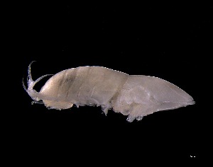  ( - KB2Hap035)  @11 [ ] CreativeCommons  Attribution (by) (2021) Charlotte Mathiebe, Henry Knauber, Torben Riehl Senckenberg Research Institute and Natural History Museum, Frankfurt am Main