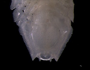  ( - KB2Hap035)  @11 [ ] CreativeCommons  Attribution (by) (2021) Charlotte Mathiebe, Henry Knauber, Torben Riehl Senckenberg Research Institute and Natural History Museum, Frankfurt am Main