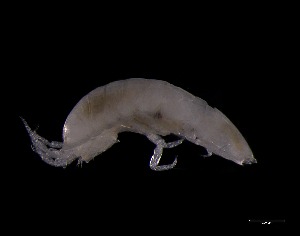  ( - KB2Hap027)  @11 [ ] CreativeCommons  Attribution (by) (2021) Charlotte Mathiebe, Henry Knauber, Torben Riehl Senckenberg Research Institute and Natural History Museum, Frankfurt am Main