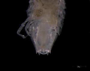  ( - KB2Hap027)  @11 [ ] CreativeCommons  Attribution (by) (2021) Charlotte Mathiebe, Henry Knauber, Torben Riehl Senckenberg Research Institute and Natural History Museum, Frankfurt am Main