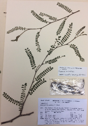  (Sophora microphylla - NZANG007)  @11 [ ] Copyright (2016) CEC Gemmill University of Waikato