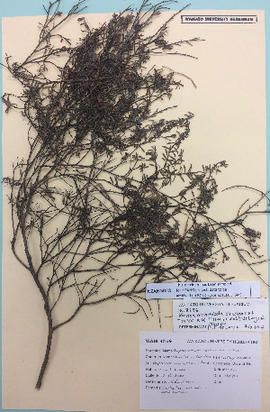  (Kunzea amanthicola x linearis - NZANG018)  @11 [ ] Copyright (2016) CEC Gemmill University of Waikato