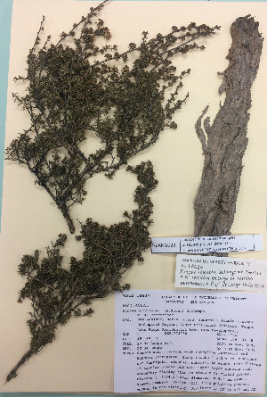  (Kunzea robusta x serotina - NZANG022)  @11 [ ] Copyright (2016) CEC Gemmill University of Waikato