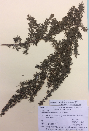  (Leptospermum glabrescens - NZANG025)  @11 [ ] Copyright (2016) CEC Gemmill University of Waikato
