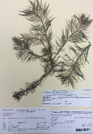  (Myriophyllum sp - NZANG054)  @11 [ ] Copyright (2016) CEC Gemmill University of Waikato