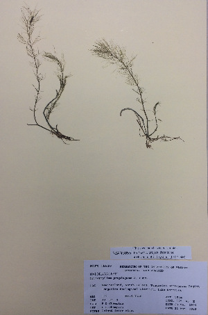  (Myriophyllum propinqum - NZANG055)  @11 [ ] Copyright (2016) CEC Gemmill University of Waikato