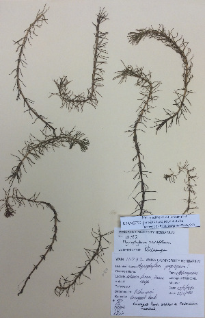  (Myriophyllum variifolium - NZANG059)  @11 [ ] Copyright (2016) CEC Gemmill University of Waikato