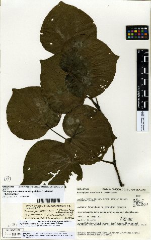  (Piper excelsum ssp. peltatum - NZANG120)  @11 [ ] Copyright (2016) Allan Herbarium, Landcare Research Lincoln, New Zealand Allan Herbarium, Landcare Research Lincoln, New Zealand