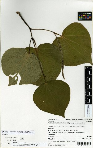  (Piper excelsum ssp. psittacorum - NZANG122)  @11 [ ] Copyright (2016) Allan Herbarium, Landcare Research Lincoln, New Zealand Allan Herbarium, Landcare Research Lincoln, New Zealand