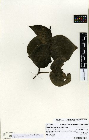  (Piper hooglandii - NZANG123)  @11 [ ] Copyright (2016) Allan Herbarium, Landcare Research Lincoln, New Zealand Allan Herbarium, Landcare Research Lincoln, New Zealand