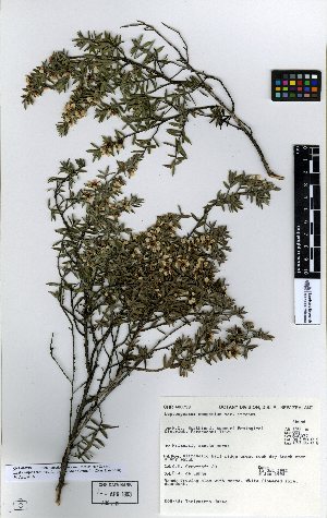  (Leptospermum scoparium var. incanum - NZANG124)  @11 [ ] Copyright (2016) Allan Herbarium, Landcare Research Lincoln, New Zealand Allan Herbarium, Landcare Research Lincoln, New Zealand